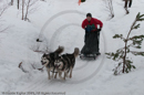 Class D2 Racing Team in the Siberian Husky Club of GB Arden Grange Aviemore Sled Dog Rally 2010