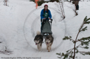 Class D2 Racing Team in the Siberian Husky Club of GB Arden Grange Aviemore Sled Dog Rally 2010