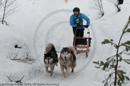 Class D2 Racing Team in the Siberian Husky Club of GB Arden Grange Aviemore Sled Dog Rally 2010