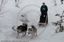 Class D2 Racing Team in the Siberian Husky Club of GB Arden Grange Aviemore Sled Dog Rally 2010