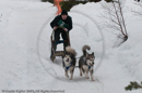 Class D2 Racing Team in the Siberian Husky Club of GB Arden Grange Aviemore Sled Dog Rally 2010