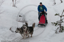 Class D2 Racing Team in the Siberian Husky Club of GB Arden Grange Aviemore Sled Dog Rally 2010