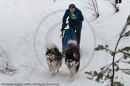 Class D2 Racing Team in the Siberian Husky Club of GB Arden Grange Aviemore Sled Dog Rally 2010