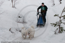 Class D2 Racing Team in the Siberian Husky Club of GB Arden Grange Aviemore Sled Dog Rally 2010