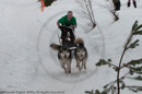 Class D2 Racing Team in the Siberian Husky Club of GB Arden Grange Aviemore Sled Dog Rally 2010
