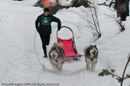 Class D2 Racing Team in the Siberian Husky Club of GB Arden Grange Aviemore Sled Dog Rally 2010