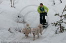 Class D2 Racing Team in the Siberian Husky Club of GB Arden Grange Aviemore Sled Dog Rally 2010