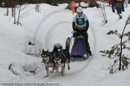 Class D2 Racing Team in the Siberian Husky Club of GB Arden Grange Aviemore Sled Dog Rally 2010