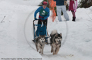 Class D2 dog sled racing team