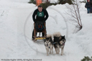 Class D2 Racing Team in the Siberian Husky Club of GB Arden Grange Aviemore Sled Dog Rally 2010