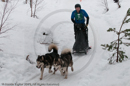 Class D2 Racing Team in the Siberian Husky Club of GB Arden Grange Aviemore Sled Dog Rally 2010