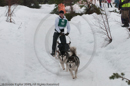 Class D2 Racing Team in the Siberian Husky Club of GB Arden Grange Aviemore Sled Dog Rally 2010
