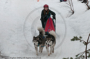 Class D2 Racing Team in the Siberian Husky Club of GB Arden Grange Aviemore Sled Dog Rally 2010
