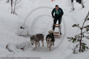 Class D2 Racing Team in the Siberian Husky Club of GB Arden Grange Aviemore Sled Dog Rally 2010
