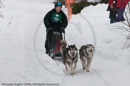 Class D2 Racing Team in the Siberian Husky Club of GB Arden Grange Aviemore Sled Dog Rally 2010