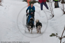 Class D2 Racing Team in the Siberian Husky Club of GB Arden Grange Aviemore Sled Dog Rally 2010