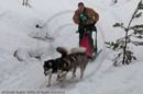 Class D2 Racing Team in the Siberian Husky Club of GB Arden Grange Aviemore Sled Dog Rally 2010