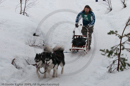 Class D2 Racing Team in the Siberian Husky Club of GB Arden Grange Aviemore Sled Dog Rally 2010