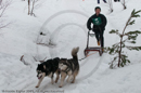 Class D2 Racing Team in the Siberian Husky Club of GB Arden Grange Aviemore Sled Dog Rally 2010