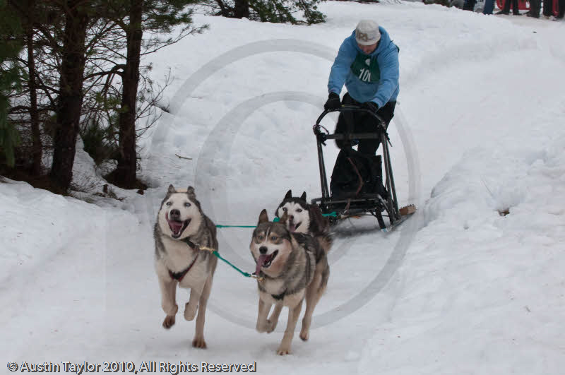 Class E Racing Team in the Siberian Husky Club of GB Arden Grange Aviemore Sled Dog Rally 2010