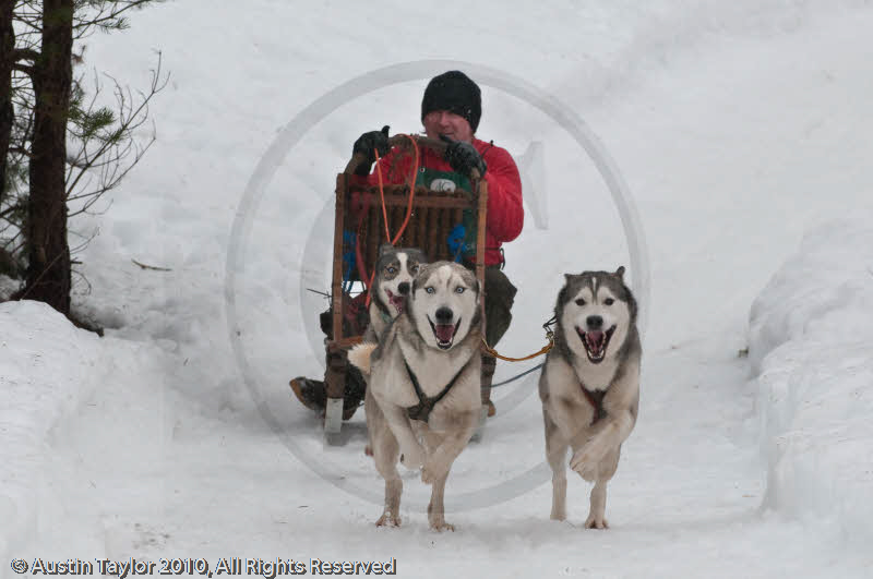 Class E Racing Team in the Siberian Husky Club of GB Arden Grange Aviemore Sled Dog Rally 2010