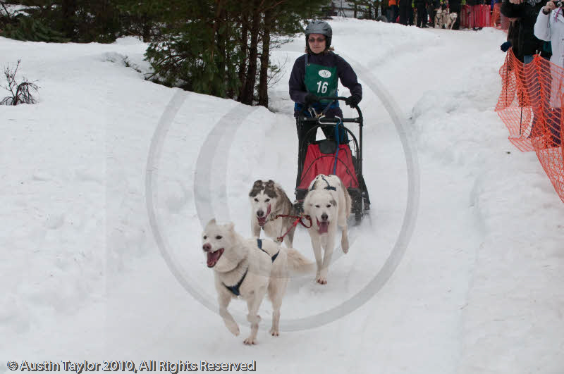 Class E Racing Team in the Siberian Husky Club of GB Arden Grange Aviemore Sled Dog Rally 2010
