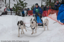 Class E Racing Team in the Siberian Husky Club of GB Arden Grange Aviemore Sled Dog Rally 2010