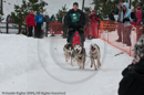 Class E Racing Team in the Siberian Husky Club of GB Arden Grange Aviemore Sled Dog Rally 2010