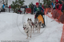 Class E Racing Team in the Siberian Husky Club of GB Arden Grange Aviemore Sled Dog Rally 2010