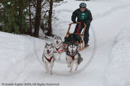 Class E Racing Team in the Siberian Husky Club of GB Arden Grange Aviemore Sled Dog Rally 2010