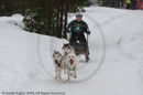 Class E Racing Team in the Siberian Husky Club of GB Arden Grange Aviemore Sled Dog Rally 2010