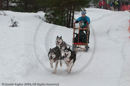 Class E Racing Team in the Siberian Husky Club of GB Arden Grange Aviemore Sled Dog Rally 2010