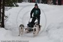 Class E Racing Team in the Siberian Husky Club of GB Arden Grange Aviemore Sled Dog Rally 2010