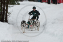 Class E Racing Team in the Siberian Husky Club of GB Arden Grange Aviemore Sled Dog Rally 2010