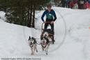 Class E Racing Team in the Siberian Husky Club of GB Arden Grange Aviemore Sled Dog Rally 2010