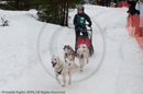 Class E Racing Team in the Siberian Husky Club of GB Arden Grange Aviemore Sled Dog Rally 2010
