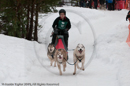 Class E Racing Team in the Siberian Husky Club of GB Arden Grange Aviemore Sled Dog Rally 2010