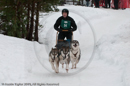 Class E Racing Team in the Siberian Husky Club of GB Arden Grange Aviemore Sled Dog Rally 2010
