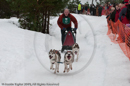 Class E Racing Team in the Siberian Husky Club of GB Arden Grange Aviemore Sled Dog Rally 2010