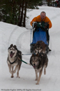 Class E Racing Team in the Siberian Husky Club of GB Arden Grange Aviemore Sled Dog Rally 2010