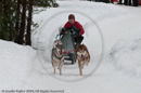 Class E Racing Team in the Siberian Husky Club of GB Arden Grange Aviemore Sled Dog Rally 2010