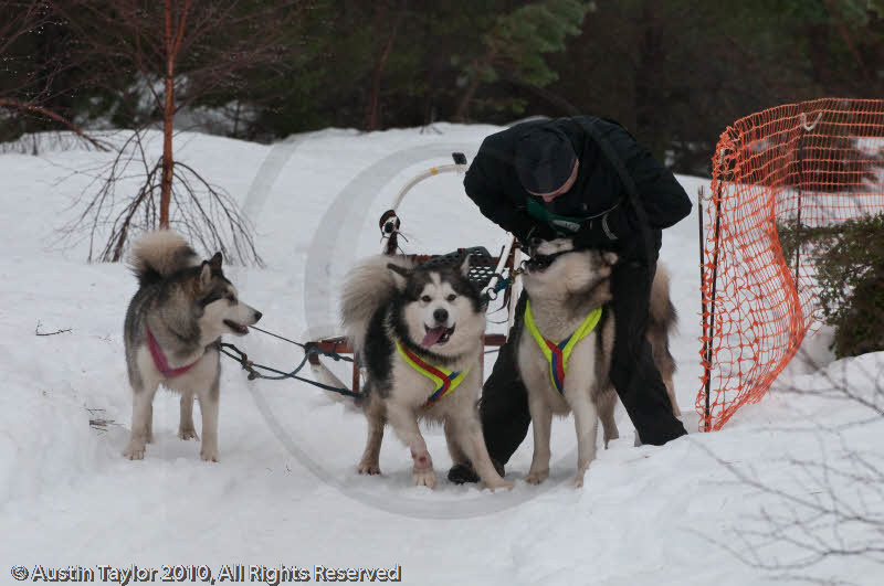 Class E2 Racing Team in the Siberian Husky Club of GB Arden Grange Aviemore Sled Dog Rally 2010