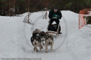 Class E2 Racing Team in the Siberian Husky Club of GB Arden Grange Aviemore Sled Dog Rally 2010