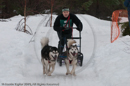 Class E2 Racing Team in the Siberian Husky Club of GB Arden Grange Aviemore Sled Dog Rally 2010
