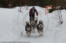Class E2 Racing Team in the Siberian Husky Club of GB Arden Grange Aviemore Sled Dog Rally 2010