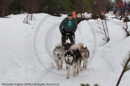 Class E2 Racing Team in the Siberian Husky Club of GB Arden Grange Aviemore Sled Dog Rally 2010