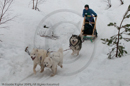 Class E2 Racing Team in the Siberian Husky Club of GB Arden Grange Aviemore Sled Dog Rally 2010