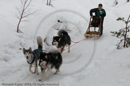 Class E2 Racing Team in the Siberian Husky Club of GB Arden Grange Aviemore Sled Dog Rally 2010