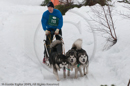 Class E2 Racing Team in the Siberian Husky Club of GB Arden Grange Aviemore Sled Dog Rally 2010