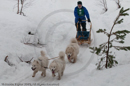 Class E2 dog sled racing team